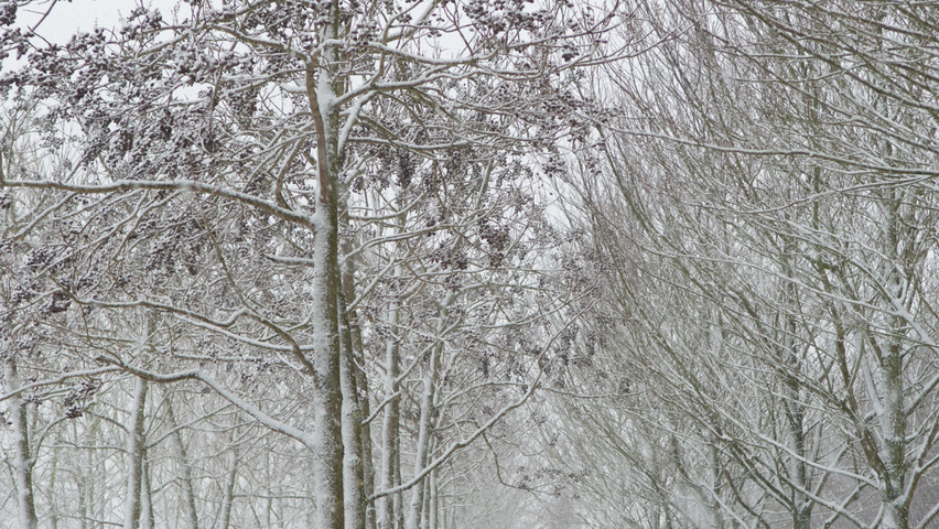 Paulownia tomentosa hoogstam