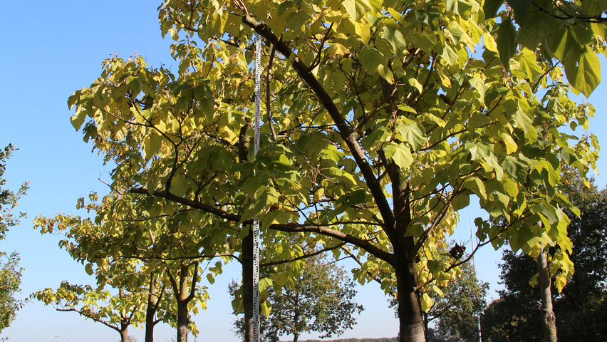 Paulownia tomentosa hoogstam