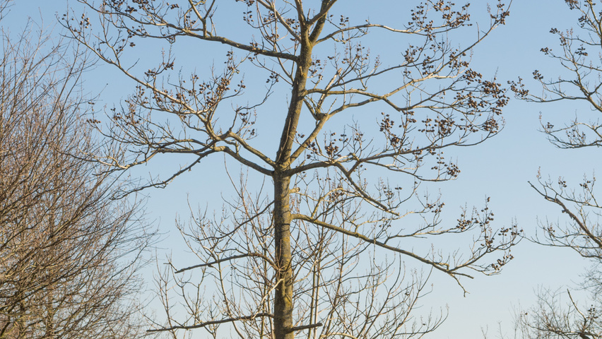 Paulownia tomentosa hoogstam