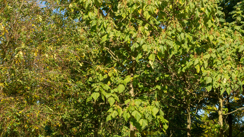 Paulownia tomentosa hoogstam