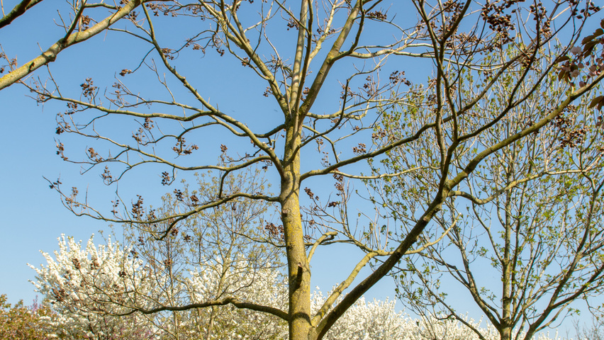Paulownia tomentosa hoogstam