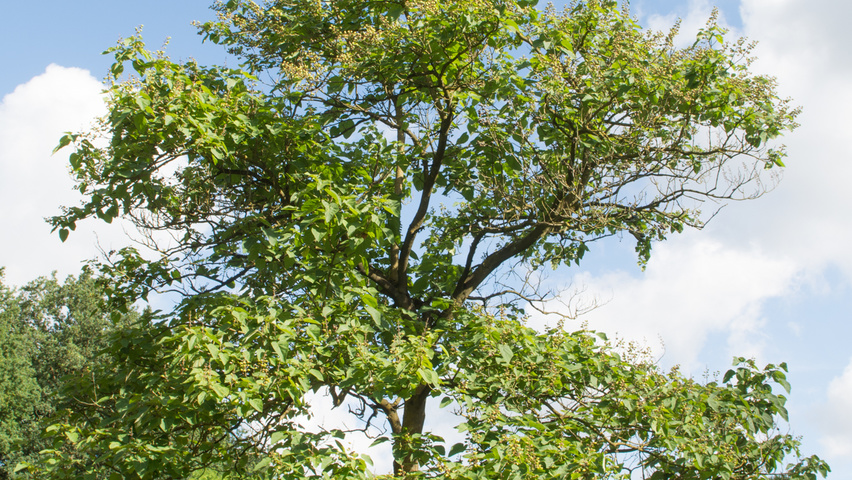 Paulownia tomentosa hoogstam