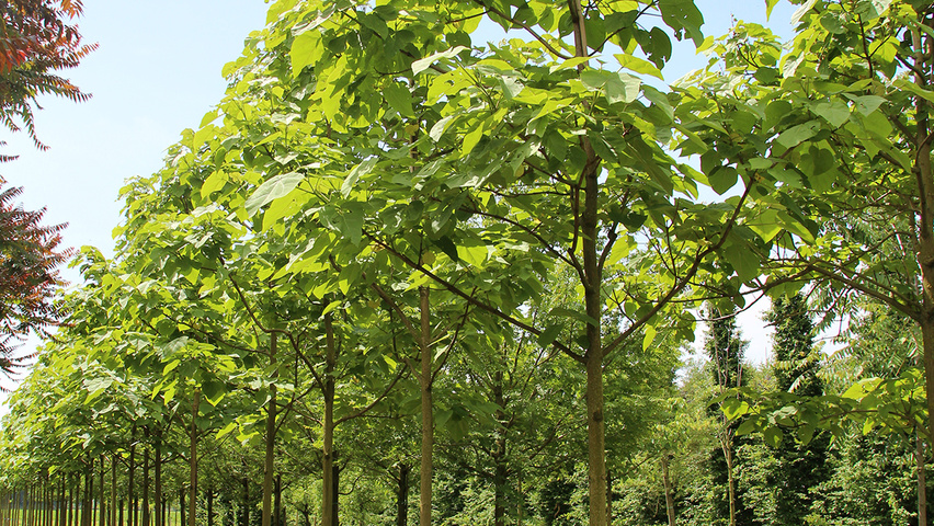 Paulownia tomentosa | TreeEbb | Online tree-finding tool | Ebben Nurseries