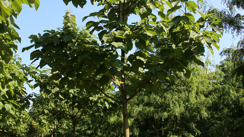 Paulownia tomentosa hoogstam
