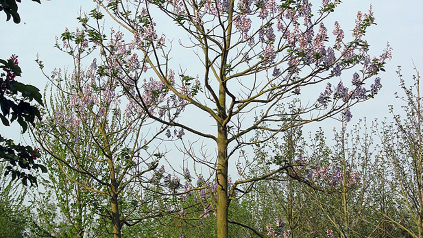 Paulownia tomentosa hoogstam