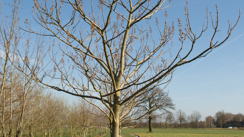 Paulownia tomentosa hoogstam