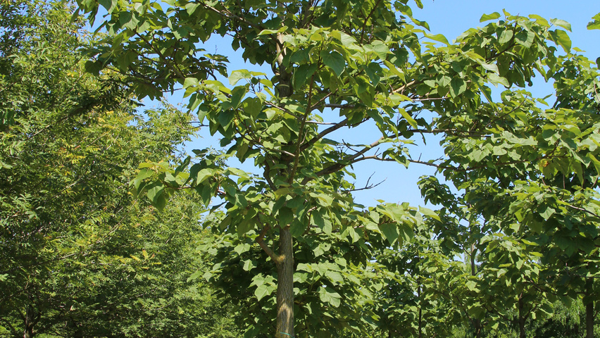 Paulownia tomentosa hoogstam