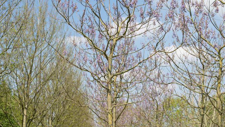 Paulownia tomentosa hoogstam