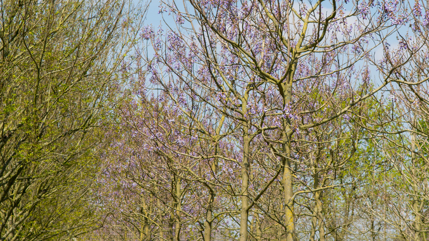 Paulownia tomentosa hoogstam
