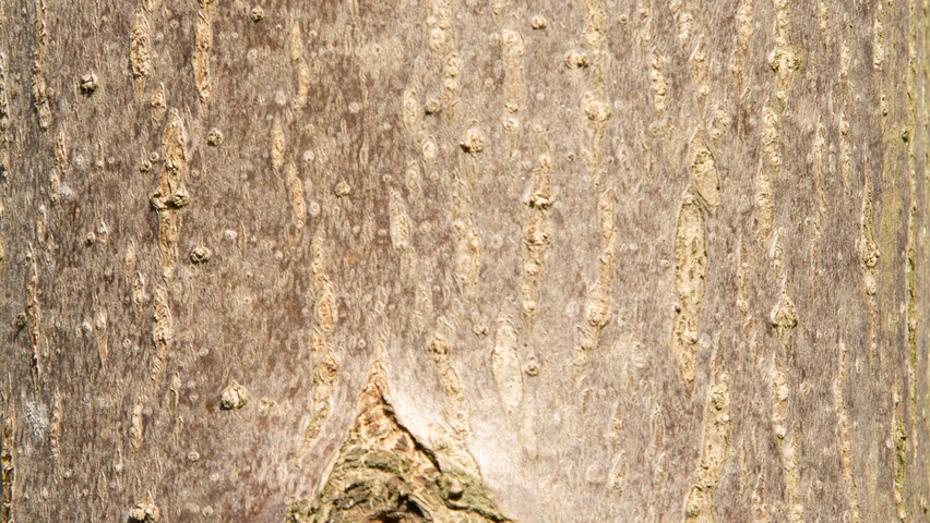 Paulownia tomentosa 'Hulsdonk' bast