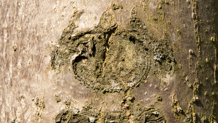 Paulownia tomentosa 'Hulsdonk' bast