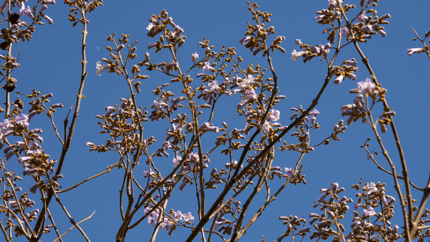 Paulownia tomentosa 'Hulsdonk' bloem