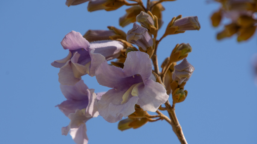Paulownia tomentosa 'Hulsdonk' bloem