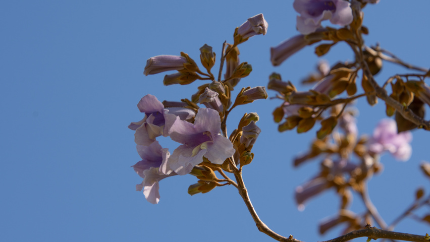 Paulownia tomentosa 'Hulsdonk' bloem