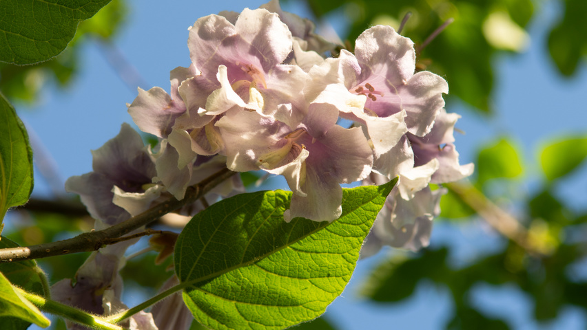 Paulownia tomentosa 'Hulsdonk' bloem