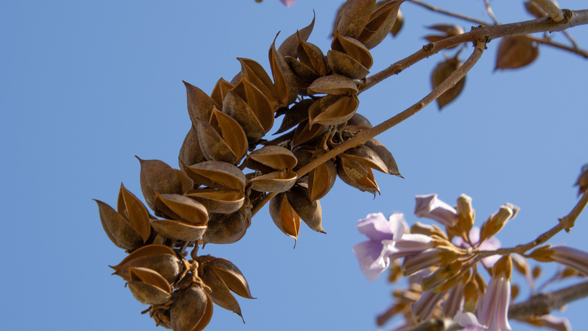 Paulownia tomentosa 'Hulsdonk' vrucht