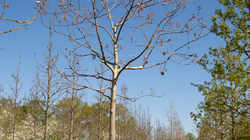 Paulownia tomentosa 'Hulsdonk' hoogstam