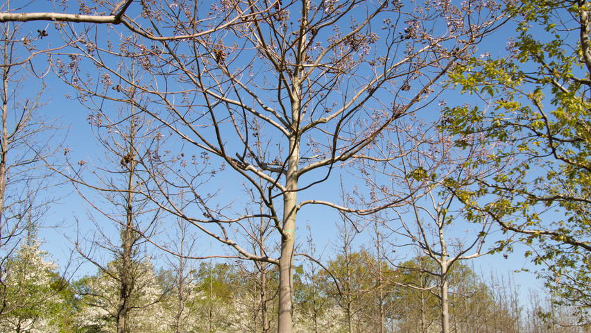 Paulownia tomentosa 'Hulsdonk' hoogstam