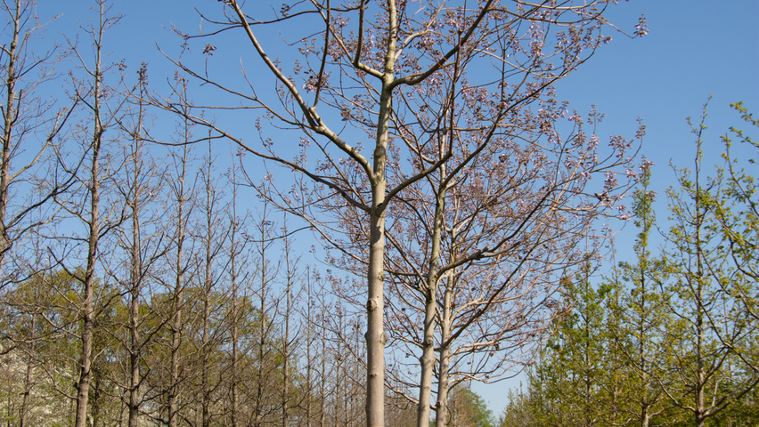 Paulownia tomentosa 'Hulsdonk' hoogstam