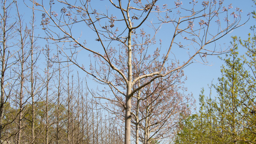 Paulownia tomentosa 'Hulsdonk' hoogstam