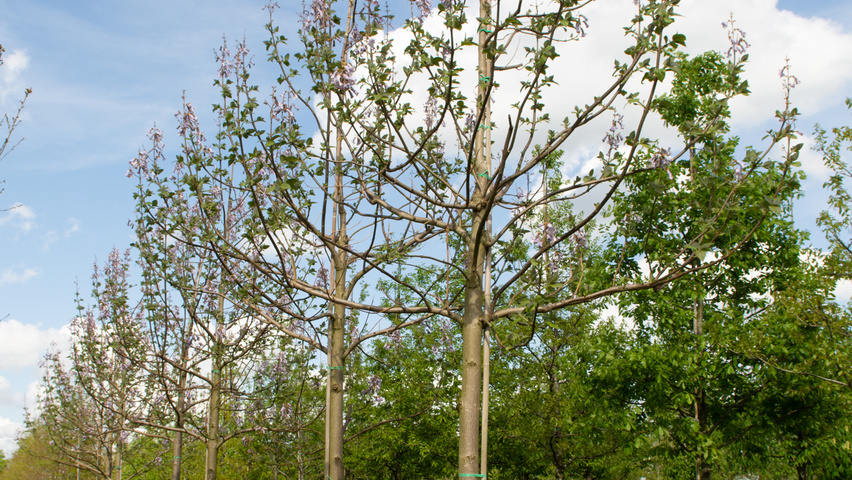 Paulownia tomentosa 'Hulsdonk' hoogstam