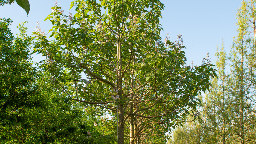 Paulownia tomentosa 'Hulsdonk' hoogstam