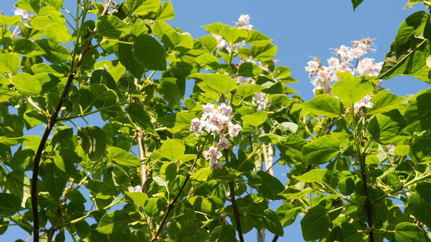 Paulownia tomentosa 'Hulsdonk' blad
