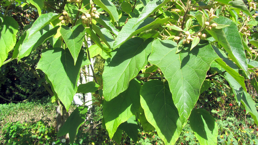 Paulownia tomentosa 'Hulsdonk' blad