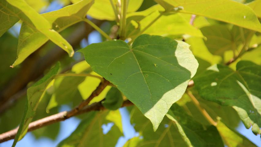 Paulownia tomentosa blad
