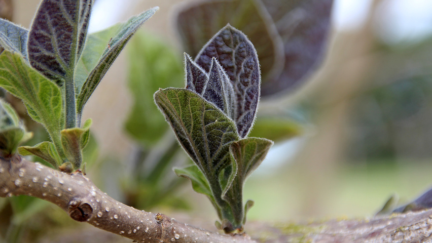 Paulownia tomentosa blad