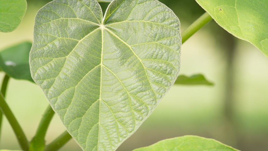 Paulownia tomentosa blad