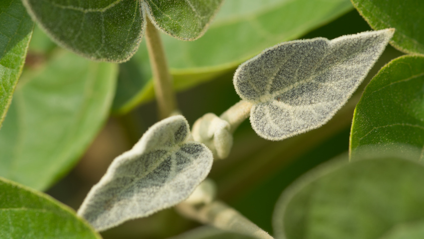 Paulownia tomentosa blad