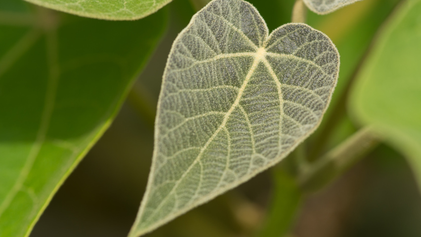 Paulownia tomentosa blad