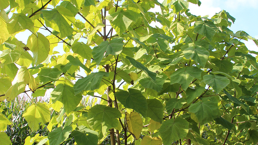 Paulownia tomentosa meerstammig