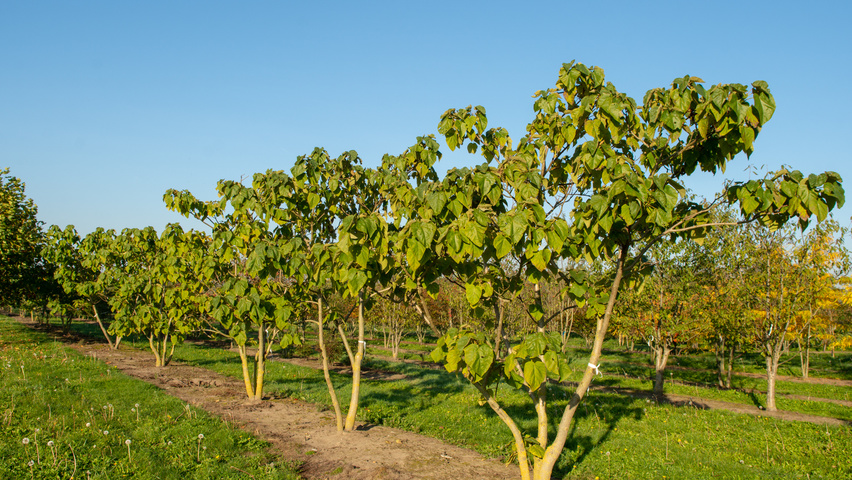 Paulownia tomentosa meerstammig