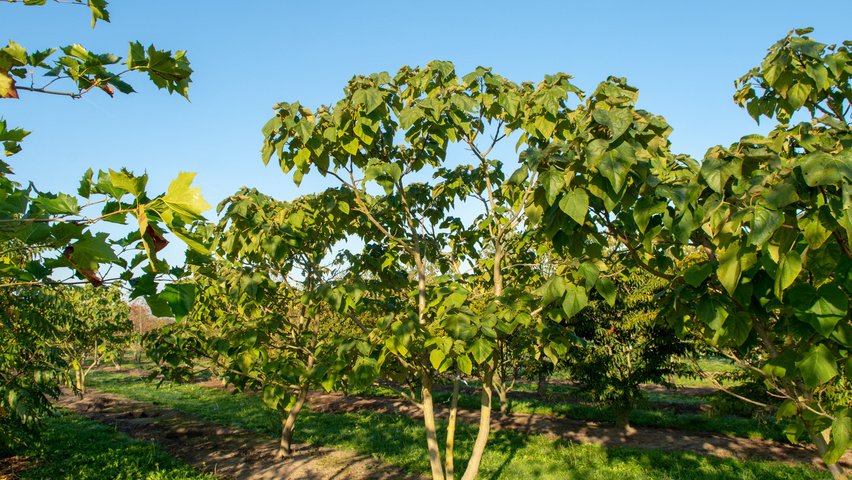 Paulownia tomentosa meerstammig