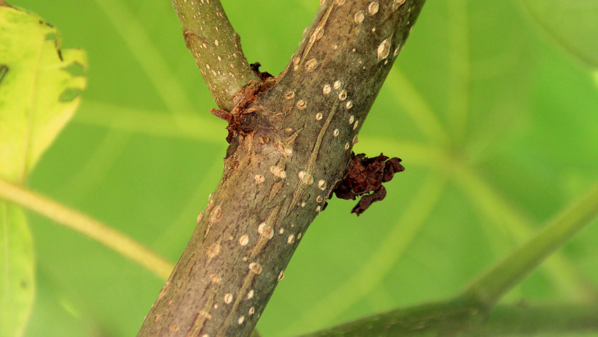 Paulownia tomentosa twijgen