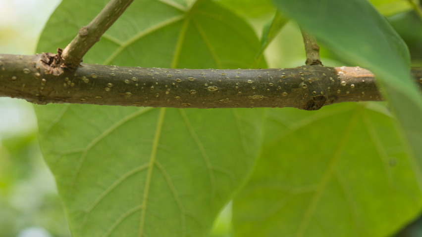 Paulownia tomentosa twijgen