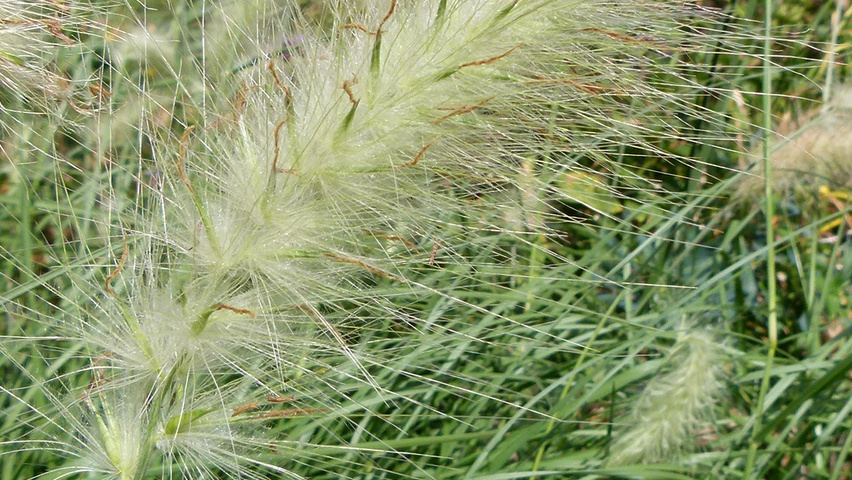 Pennisetum alopecuroides kwiaty