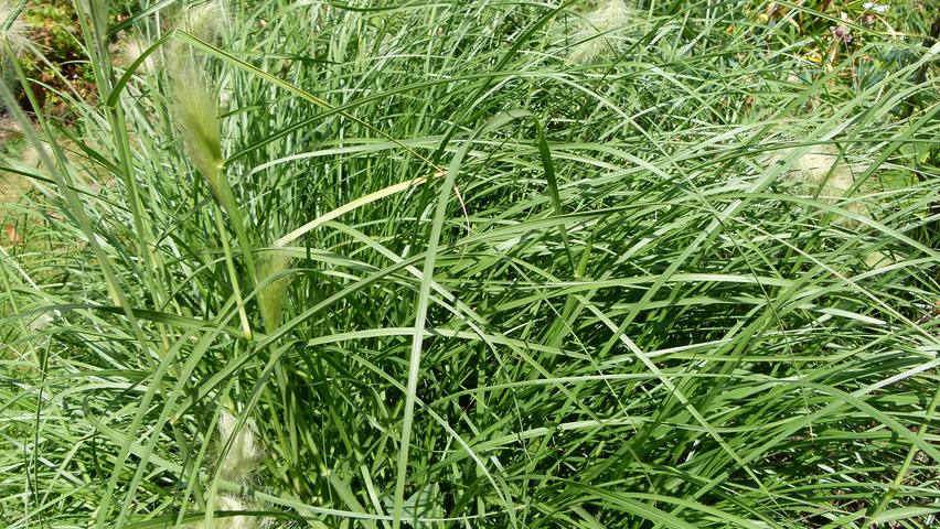 Pennisetum alopecuroides liście