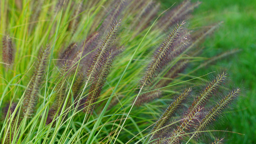 Pennisetum alopecuroides 'Viridescens' kwiaty