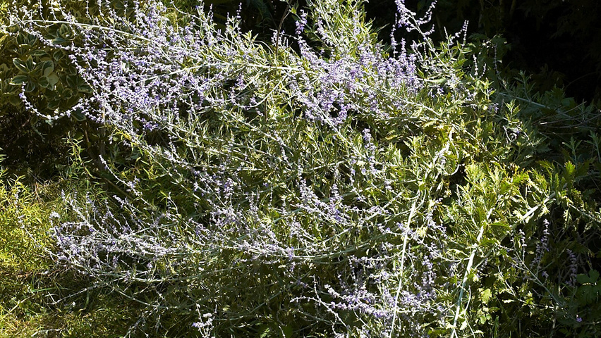 Perovskia 'Blue Spire' solitair heesters