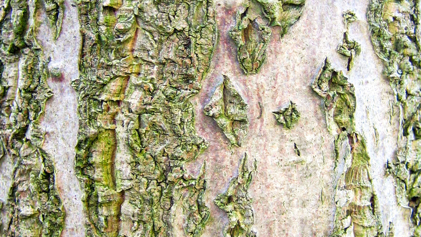 Phellodendron amurense bark