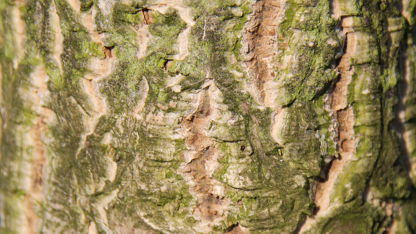 Phellodendron amurense bark