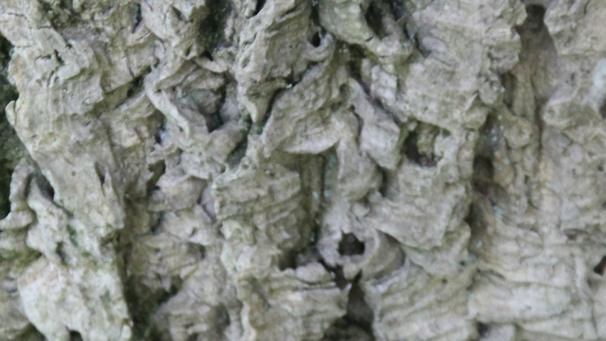 Phellodendron amurense bark