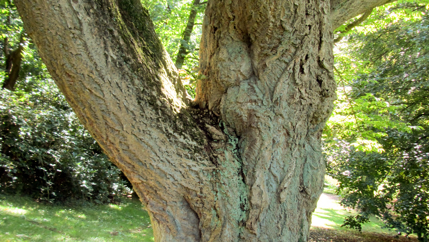 Phellodendron amurense bark