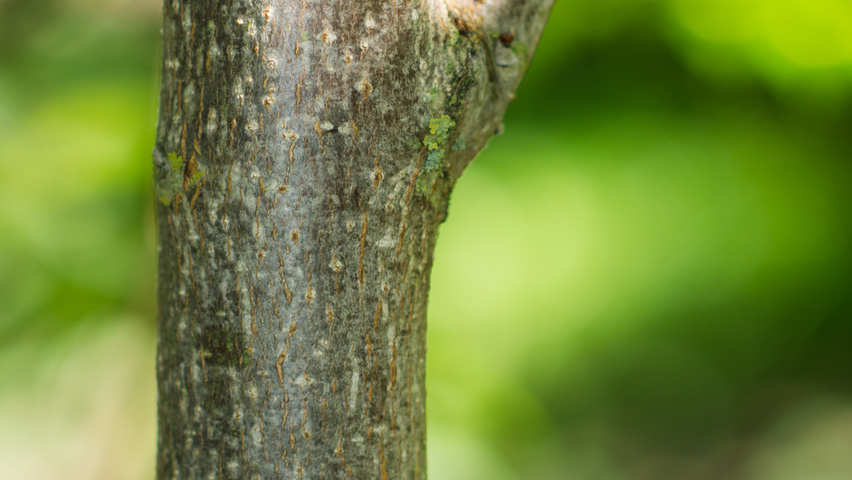Phellodendron amurense bark