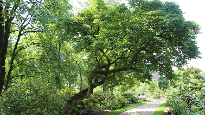 Phellodendron amurense characteristic