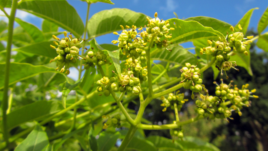 Phellodendron amurense flowers