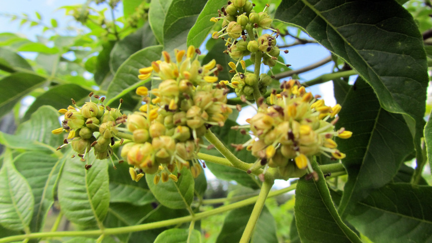 Phellodendron amurense flowers